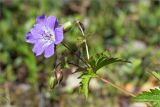 Geranium sylvaticum. Верхушка побега с соцветием. Кольский п-ов, Кандалакшский берег Белого моря, лишайниково-кустарничковая тундра. 24.06.2015.