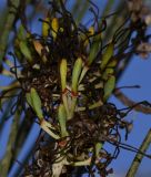 Hakea chordophylla