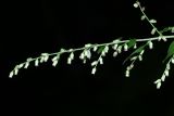 Artemisia sylvatica. Верхушка общего соцветия. Приморский край, Партизанский р-н, окр. с. Владимиро-Александровское, широколиственный лес на северном склоне. 02.09.2015.