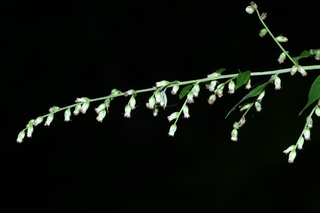 Изображение особи Artemisia sylvatica.