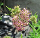 Chaerophyllum rubellum