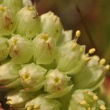 Orostachys malacophylla. Часть распускающегося соцветия. Приморский край, Уссурийский гор. округ, окр. с. Монакино, разнотравный луг на небольшой сопке. 20.09.2016.