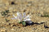 Colchicum ritchiei