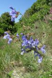 Salvia ringens