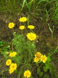 Anthemis tinctoria