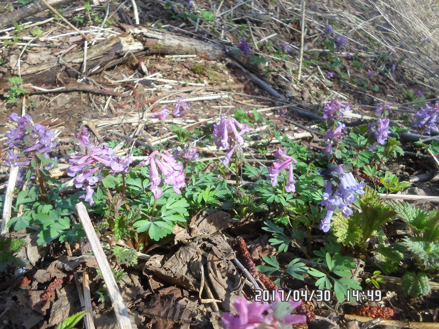 Изображение особи Corydalis solida.