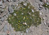 genus Potentilla. Цветущие растения. Таджикистан, Фанские горы, перевал Алаудин, ≈ 3700 м н.у.м., каменистый сухой склон. 05.08.2017.