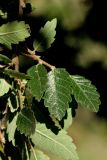 Zelkova abelicea. Часть веточки. Греция, о-в Крит, ном Ханья (Νομός Χανίων), дим Платаньяс (Δήμος Πλατανιά), горный массив Лефка Ори (Λευκά Όρη), урочище Ксилоскало (Ξυλόσκαλο), ≈ 1200 м н.у.м., зона отдыха у начала маршрута через Самарийское ущелье. 23 июня 2017 г.