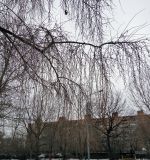 Populus × rasumowskiana. Характерные свисающие ветви зимой. Москва, в культуре. 21.12.2017.