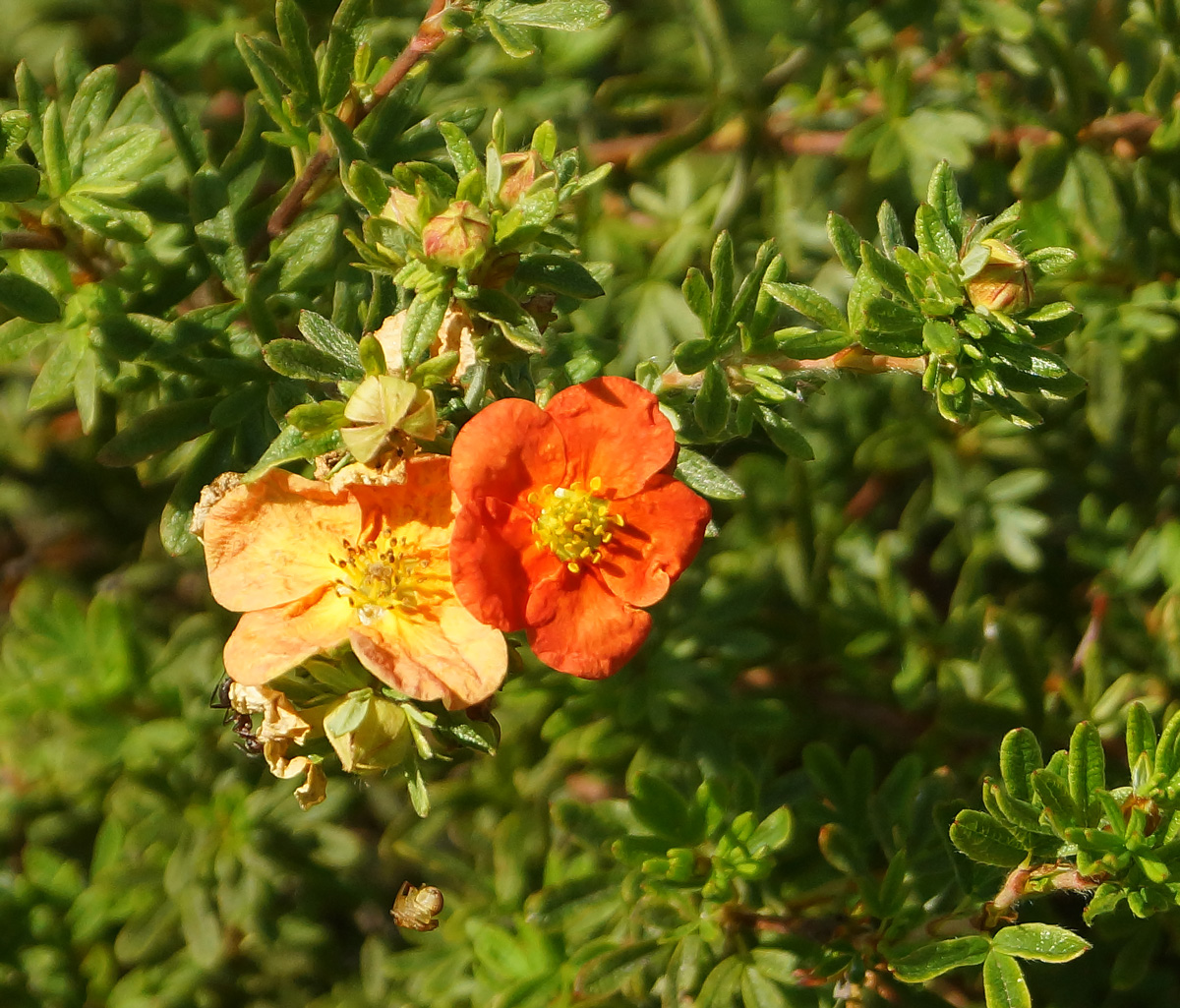 Изображение особи Dasiphora fruticosa.