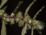 Forsskaolea angustifolia