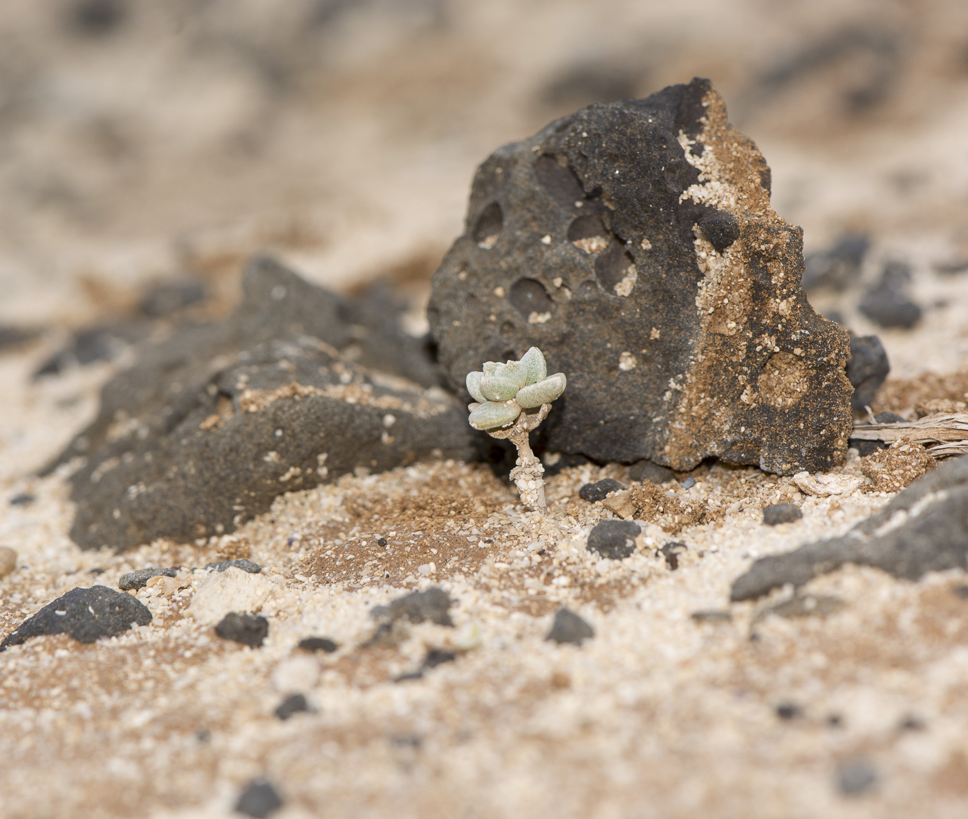 Image of Polycarpaea nivea specimen.