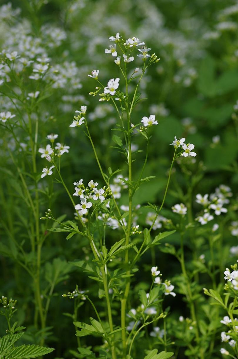 Изображение особи Cardamine amara.