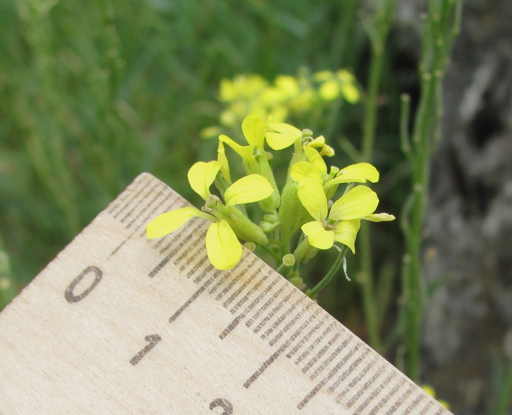 Изображение особи Erysimum collinum.