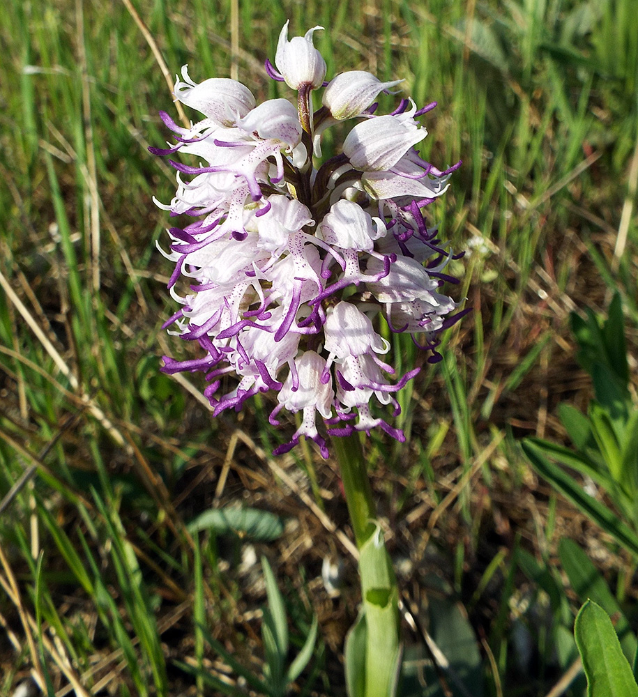 Изображение особи Orchis simia.