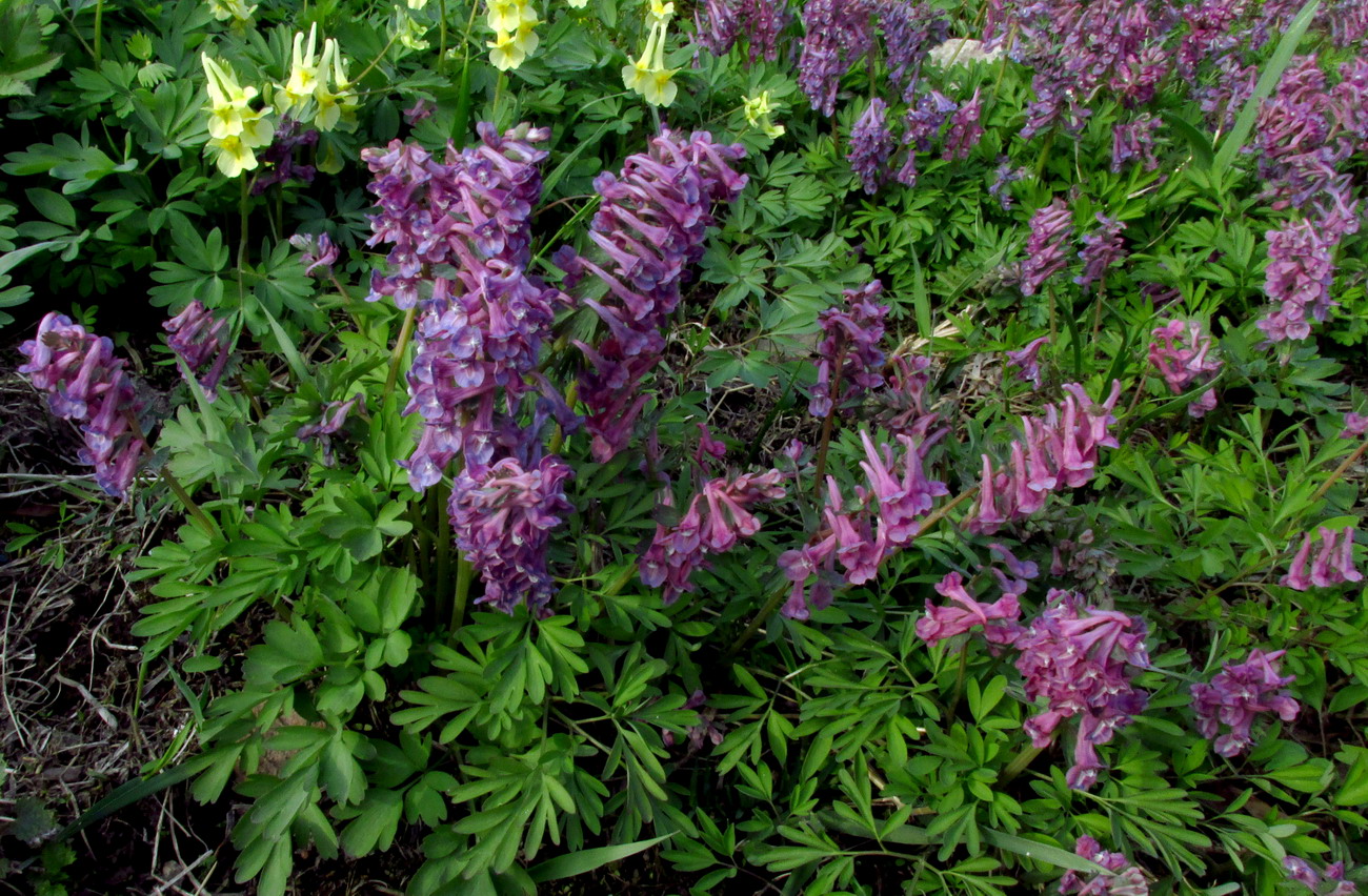 Изображение особи Corydalis nidus-serpentis.