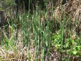 Equisetum hyemale