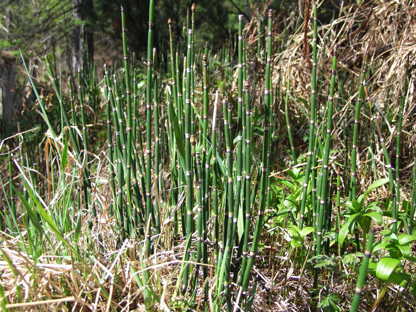 Изображение особи Equisetum hyemale.