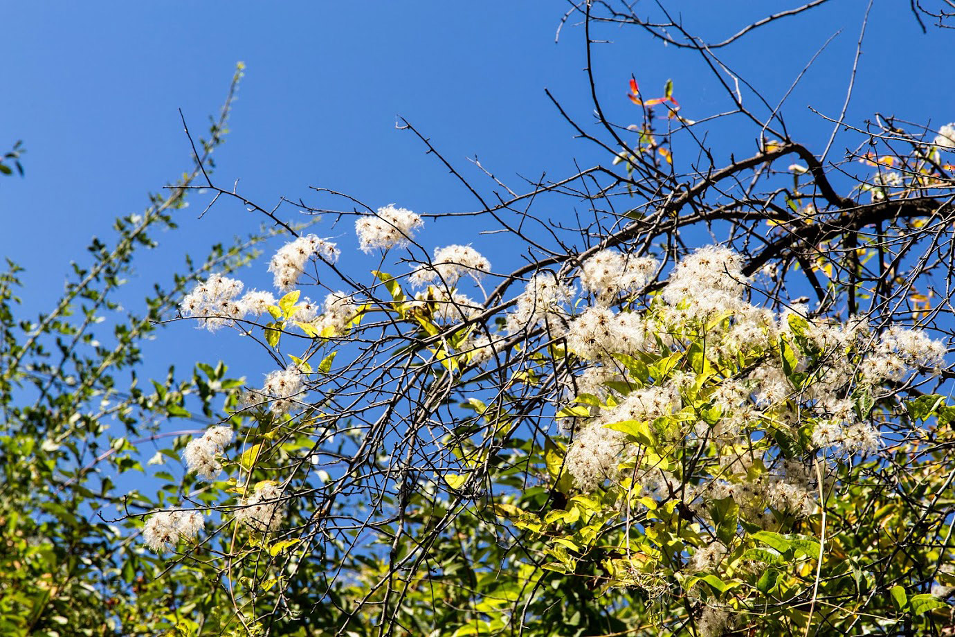 Изображение особи Clematis vitalba.