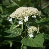 Hydrangea arborescens. Верхушка побега с соцветием ('White Dome'). Кировская обл., г. Киров, Ботанический сад Вятского государственного университета, в культуре. 31.07.2018.