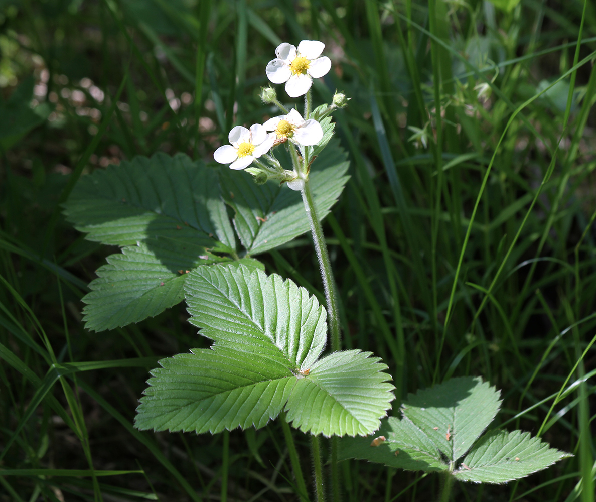 Изображение особи Fragaria moschata.