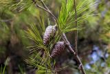 Pinus halepensis