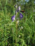 Aconitum delphiniifolium. Верхушка цветущего побега с подлетающим шмелем. Магаданская обл., г. Магадан, окр. мкр-на Снежная Долина, бассейн р. Дукча, высокотравная поляна в долине. 22.07.2016.