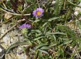 Erigeron alpinus