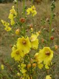 Verbascum blattaria