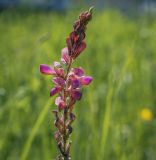 Onobrychis sibirica