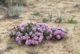 Acanthophyllum pungens. Цветущее растение. Казахстан, Мангистауская обл., Тупкараганский р-н, песчано-глинистая пустыня. 07.06.2022.