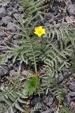 Potentilla anserina