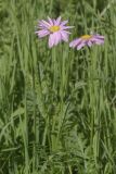 Pyrethrum coccineum