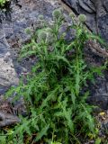 Echinops sphaerocephalus. Расцветающее растение. Ингушетия, Джейрахский р-н, ур. Вовнушки, ≈ 1200 м н.у.м., у подножия скалы. 24.07.2022.