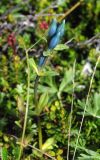 Gentiana glauca