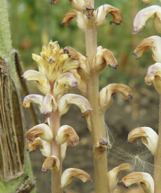 Изображение особи Orobanche cumana.