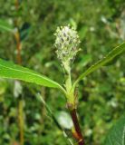 Salix phylicifolia