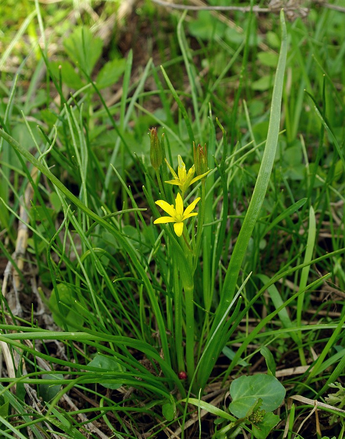 Изображение особи Gagea liotardii.