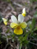 Viola arvensis