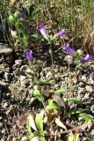 Campanula talievii