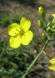 Diplotaxis tenuifolia. Часть соцветия с цветком и бутонами. Крым, г. Саки, пустырь у детского оздоровительного лагеря \"Прибрежный\". 24.08.2011.