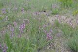 Oxytropis myriophylla