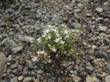 Minuartia adenotricha. Цветущее растение. Крым, гора Северная Демерджи. 2 июня 2012 г.