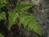 Dryopteris chinensis. Вайя. Приморский край, Находкинский городской округ, окр. пос. Врангель, на скале. 06.07.2012.