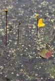 Utricularia australis