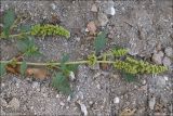 Amaranthus deflexus