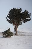 Pinus sylvestris. Разновозрастные деревья на перешейке м. Уюга. Иркутская обл., Ольхонский р-н, оз. Байкал, Малое Море. 25.01.2013.