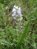 Hyacinthella leucophaea