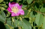 Rosa gymnocarpa