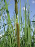 Typha angustifolia